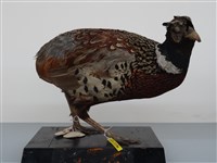 環頸雉藏品圖，第3張